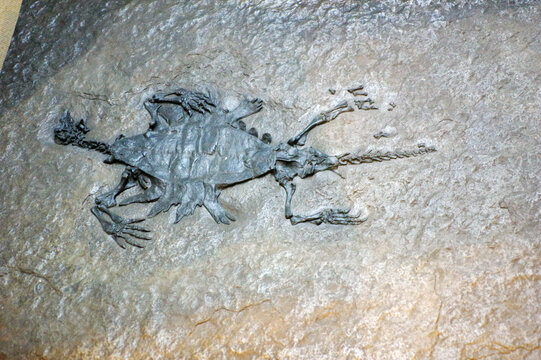 宽缘板成渝龟骨骼化石标本