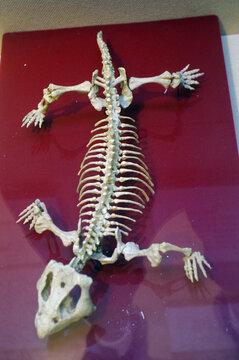 河套五角蜥骨骼化石标本