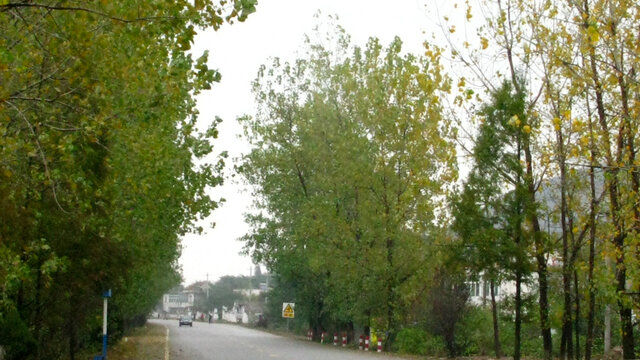 公路两旁的秋杨林