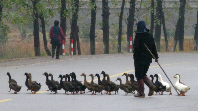 赶着鸭群过马路