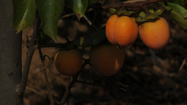 毛桃形状的秋柿