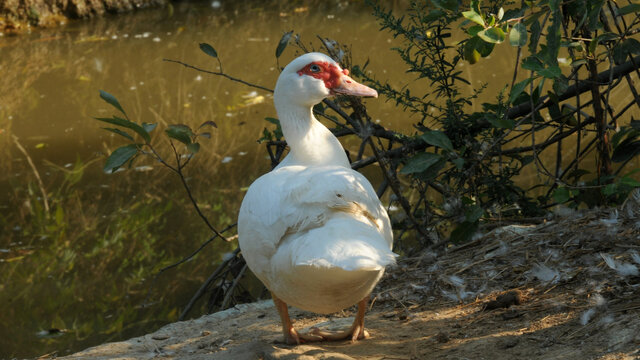 水塘边的鸳鸯鸭