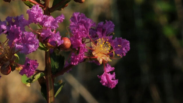 开花结果的紫薇树
