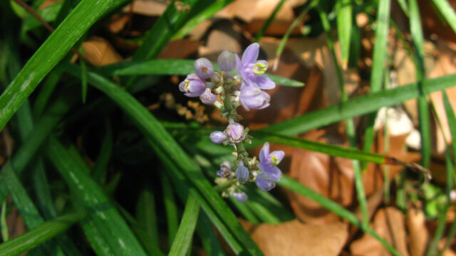 山麦冬花