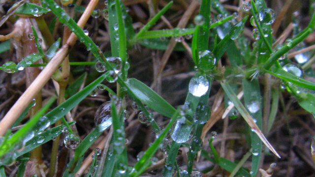 巴根草上的雨珠