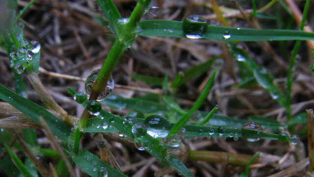 巴根草上附着的雨珠