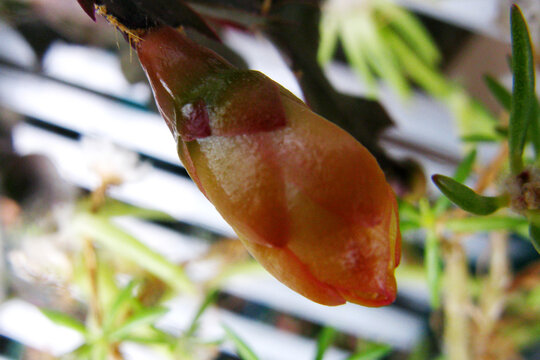 盆栽蟹爪兰花蕾微距摄影