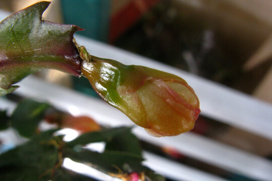 盆栽蟹爪兰花蕾微距摄影