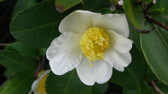 油茶花白色花朵