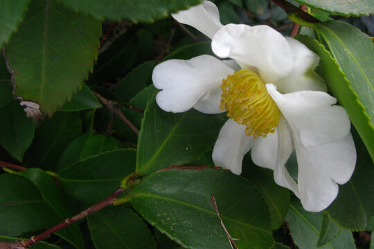 油茶花白色花朵