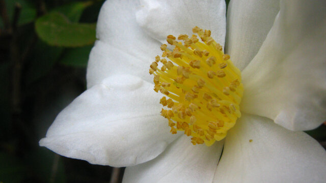 白茶花花蕊微距摄影