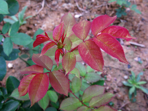 月季花新枝