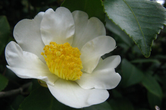 白茶花花蕊近距摄影