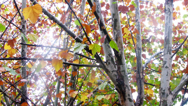 深秋的悬铃木树干