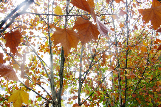 秋风中的悬铃木黄叶