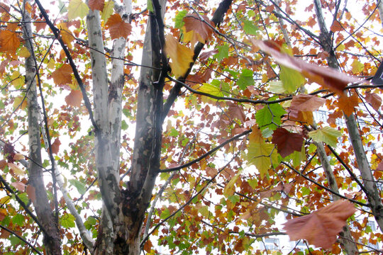 深秋的悬铃木树干