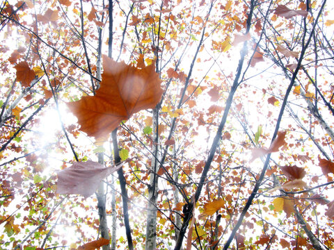 满树秋色的悬铃木