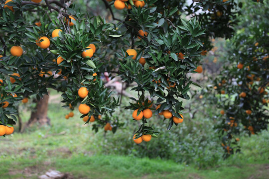 橙子挂满树枝