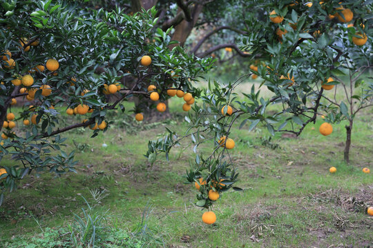 脐橙果园挂满树枝绿色农业自然