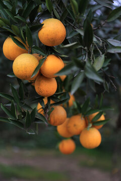 橙子果园果实满树金黄色