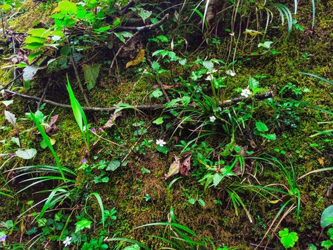 生态苔藓小野花