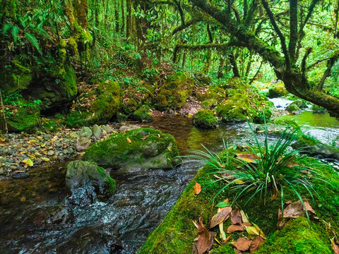 原始森林溪流落叶