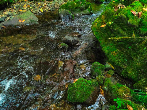 原始生态溪流卵石苔藓