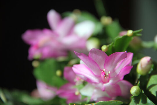 蟹爪莲花特写