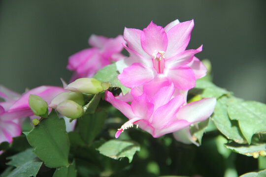 粉色蟹爪兰