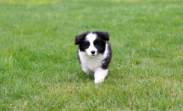 边境牧羊犬幼犬