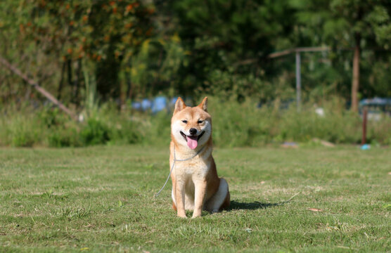 柴犬