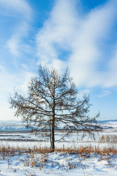 冬季雪原一颗树