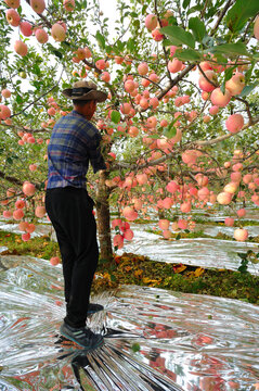 农民秋天摘苹果