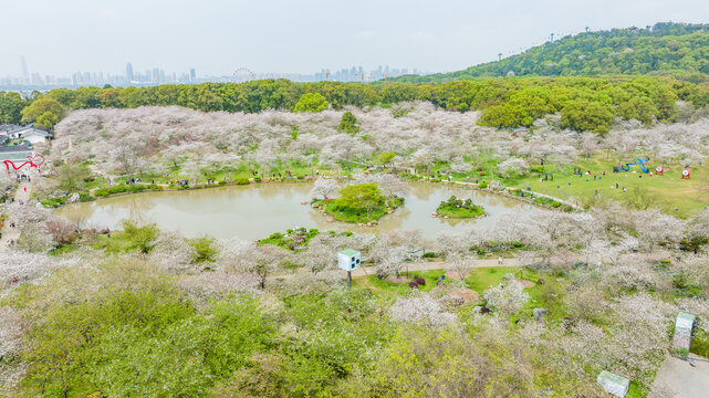 东湖樱花园