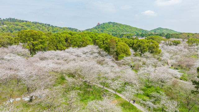 武汉东湖樱花园