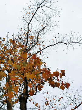 寒空中的乌桕树