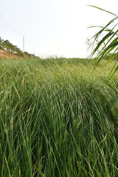 露营草地