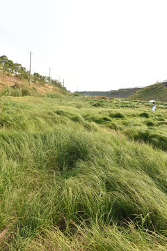 露营草地