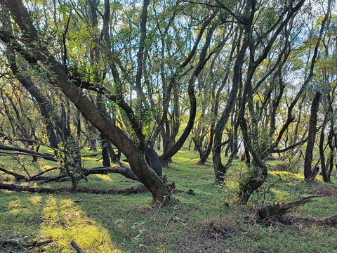 山地林木自然景观阳光透过树梢