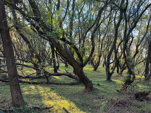 山地林木自然景观阳光透过树梢