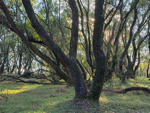 山地林木自然景观阳光透过树梢