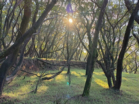 山地林木自然景观阳光透过树梢