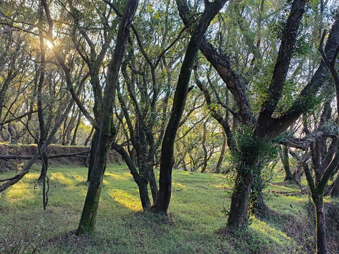 山地林木自然景观阳光透过树梢