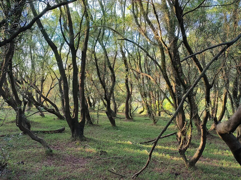 原始森林植被景观阳光森林林