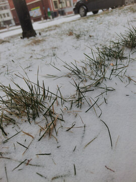 雪中小草