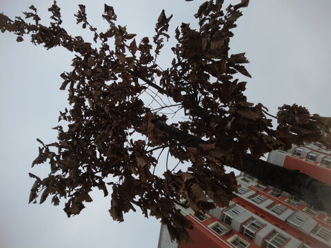 干枯树叶