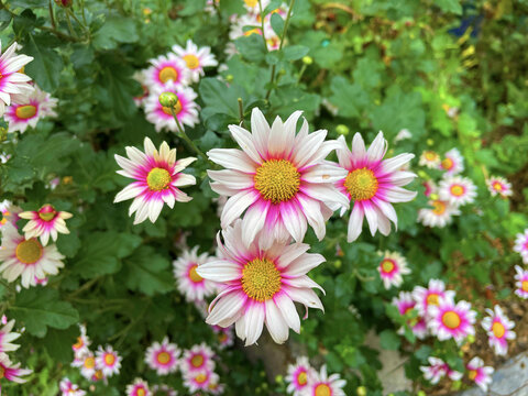 菊花特写