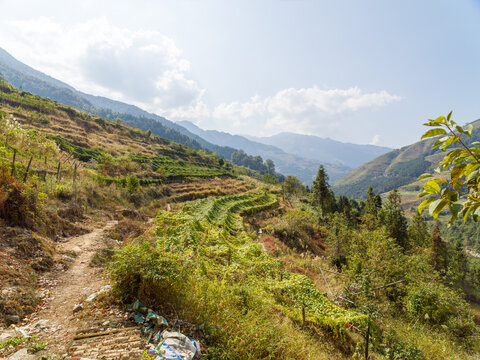 罗汉果种植园