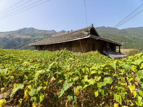 瑶寨罗汉果种植园