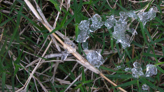 草地上的冰碴